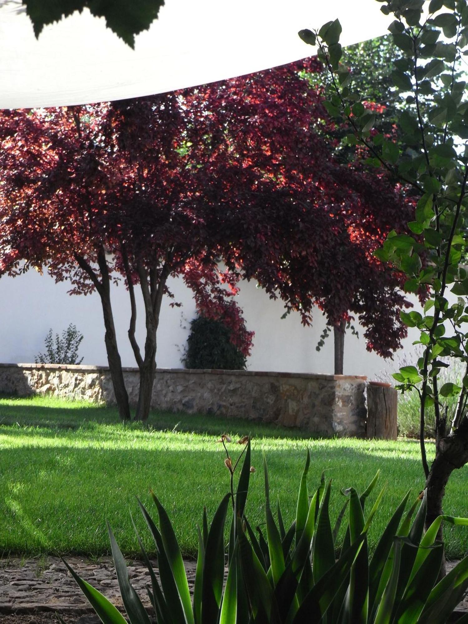 Casa Rural La Alameda Madridejos Eksteriør bilde